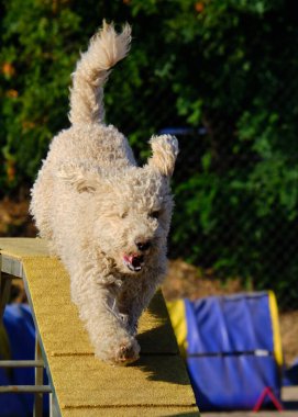 İspanyol Su Köpeği Çeviklik Yarışması. Köpek sporu. Köpek Alanı