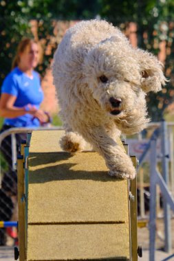 İspanyol Su Köpeği Çeviklik Yarışması. Köpek sporu. Köpek Alanı