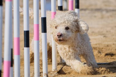 İspanyol Su Köpeği Çeviklik Yarışması. Köpek sporu. Köpek Alanı