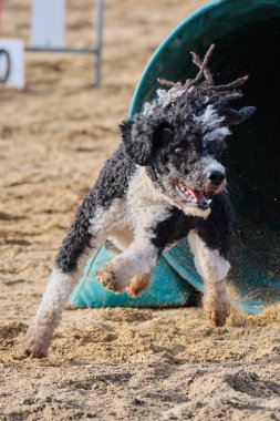 İspanyol Su Köpeği Çeviklik Yarışması. Köpek sporu. Köpek Alanı
