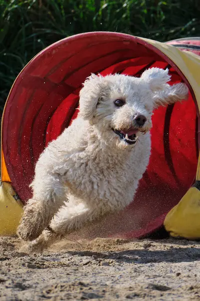 İspanyol Su Köpeği. Çeviklik Yarışması