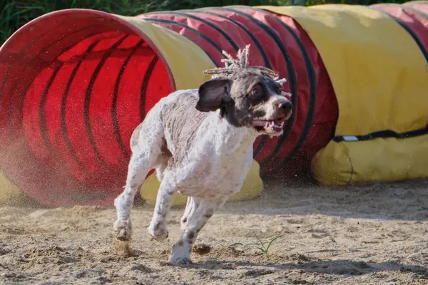 İspanyol Su Köpeği Çeviklik Yarışması. Köpek sporu. Köpek Alanı