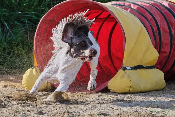 İspanyol Su Köpeği Çeviklik Yarışması. Köpek sporu. Köpek Alanı