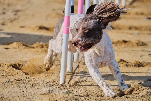 İspanyol Su Köpeği Çeviklik Yarışması. Köpek sporu. Köpek Alanı