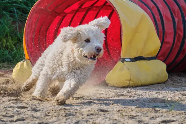 İspanyol Su Köpeği Çeviklik Yarışması. Köpek sporu. Köpek Alanı