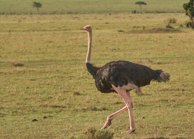Afrika yaban hayatı. Kenya, fotoğraf safarisi. Seyahat, tatil.