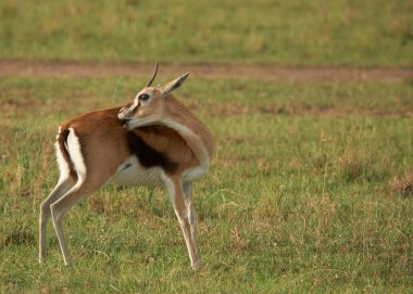 Afrika yaban hayatı. Kenya, fotoğraf safarisi. Seyahat, tatil.