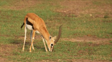Afrika yaban hayatı. Kenya, fotoğraf safarisi. Seyahat, tatil.