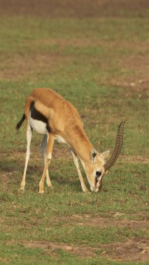 Afrika yaban hayatı. Kenya, fotoğraf safarisi. Seyahat, tatil.