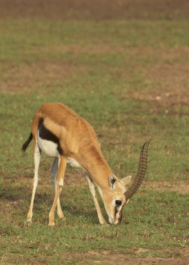 Afrika yaban hayatı. Kenya, fotoğraf safarisi. Seyahat, tatil.