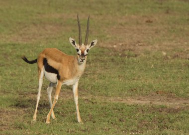 Afrika yaban hayatı. Kenya, fotoğraf safarisi. Seyahat, tatil.