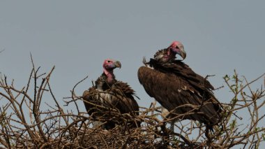 Afrika yaban hayatı. Kenya, fotoğraf safarisi. Seyahat, tatil. akbaba