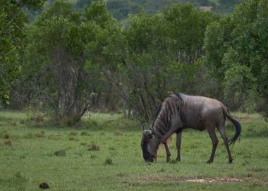 Afrika yaban hayatı. Kenya, fotoğraf safarisi. Seyahat, tatil. Antiloplar.
