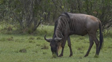 Afrika yaban hayatı. Kenya, fotoğraf safarisi. Seyahat, tatil. Antiloplar.