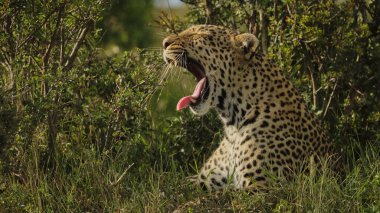 Fotoğraf safarisi. Afrika, Kenya. Leopar. Vahşi yaşam