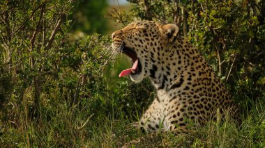 Fotoğraf safarisi. Afrika, Kenya. Leopar. Vahşi yaşam