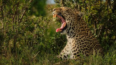 Fotoğraf safarisi. Afrika, Kenya. Leopar. Vahşi yaşam