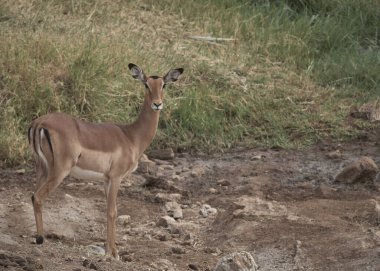 Genç Impala Kruger Park, Güney Afrika 'da