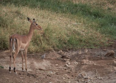 Genç erkek ceylan çimlerin üzerinde duruyor..