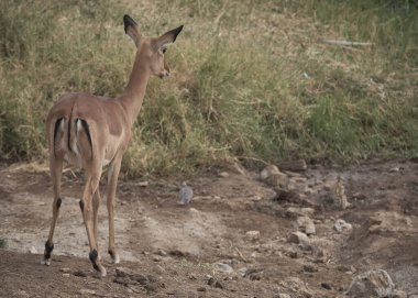 Impala, güneydeki parkta bir bebekle.
