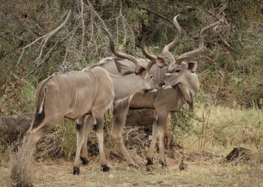 Kruger Ulusal Parkı 'nda Afrika boğası. Afrika.