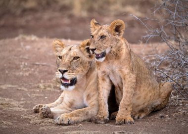 Safari; fotoğraf; Afrika; Kenya; Vahşi Yaşam; Aslan; Kedi; Memeli; Beş Büyük