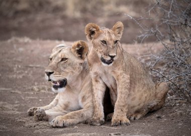 Safari; fotoğraf; Afrika; Kenya; Vahşi Yaşam; Aslan; Kedi; Memeli; Beş Büyük