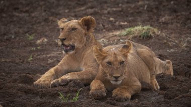 Safari; fotoğraf; Afrika; Kenya; Vahşi Yaşam; Aslan; Kedi; Memeli; Beş Büyük