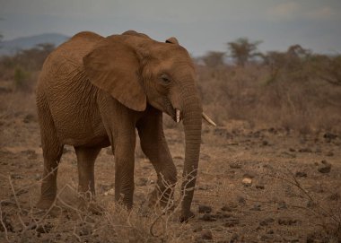 Botswana 'daki Chobe Ulusal Parkı' ndaki ağaçta büyük bir fil duruyor..