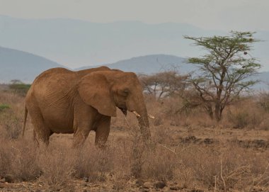 Savananın ortasındaki bir filin güzel bir görüntüsü.