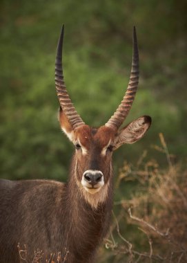 Erkek antilop portresi, Kruger Ulusal Parkı