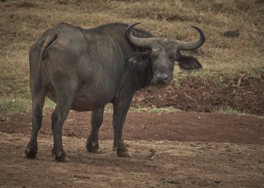 Bizonlar; Afrika; Kenya; doğa rezervi; doğal park; memeli; beş büyük; safari; fotoğraf