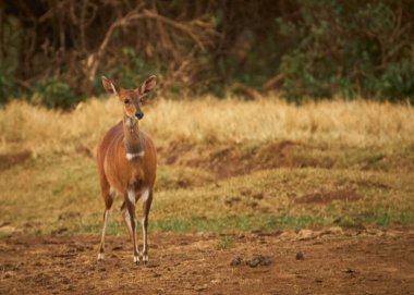 İmpala vahşi doğada