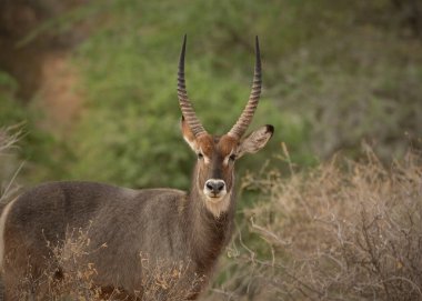 Afrika savanasının ulusal parkında çimlerin üzerinde duran erkek ceylan.