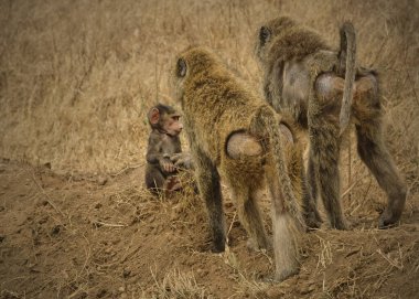 Bir grup babun, anne ve babio.