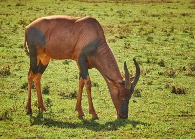 Genç bir erkek ceylan tarlada otluyor.