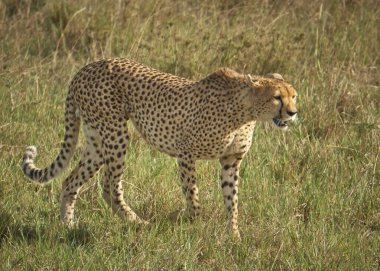 Çita Kenya 'da Masai Mara' ya doğru yürüyor.