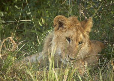 Dişi aslan zebra yiyor. Vahşi yaşam. Kenya, Afrika