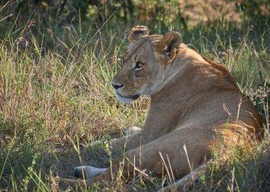 Dişi aslan zebra yiyor. Vahşi yaşam. Kenya, Afrika