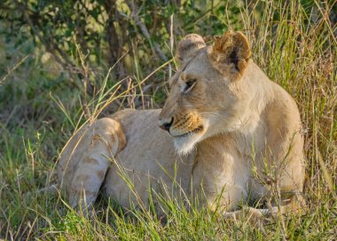 Dişi aslan zebra yiyor. Vahşi yaşam. Kenya, Afrika