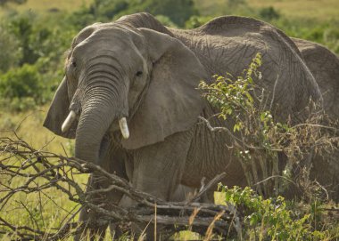 Afrika fili vahşi doğada, Güney Afrika