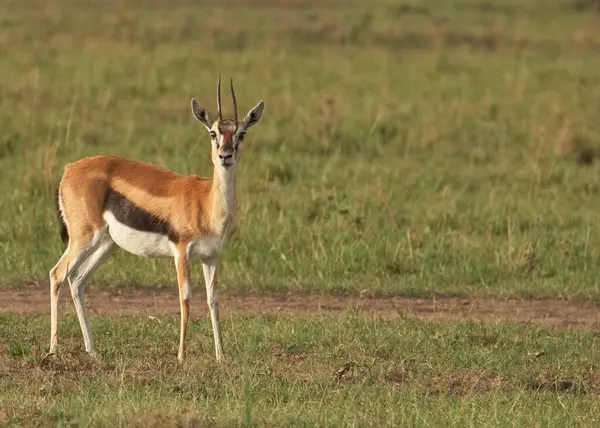 Afrika yaban hayatı. Kenya, fotoğraf safarisi. Seyahat, tatil.