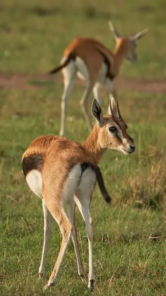 Afrika yaban hayatı. Kenya, fotoğraf safarisi. Seyahat, tatil.