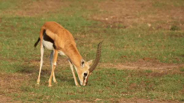 Afrika yaban hayatı. Kenya, fotoğraf safarisi. Seyahat, tatil.