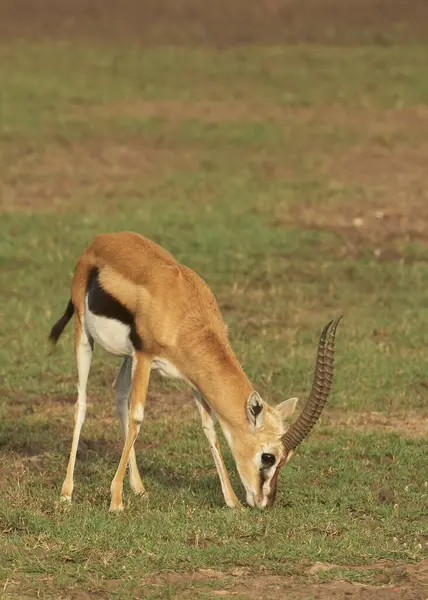 Afrika yaban hayatı. Kenya, fotoğraf safarisi. Seyahat, tatil.