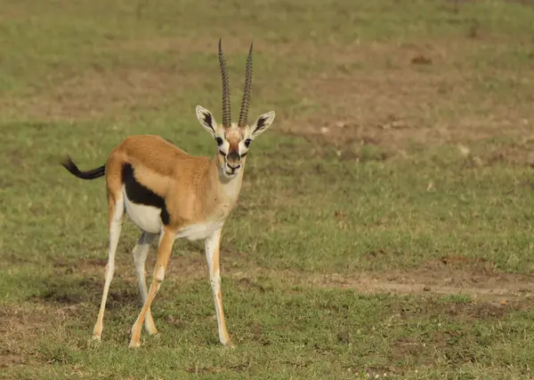 Afrika yaban hayatı. Kenya, fotoğraf safarisi. Seyahat, tatil.