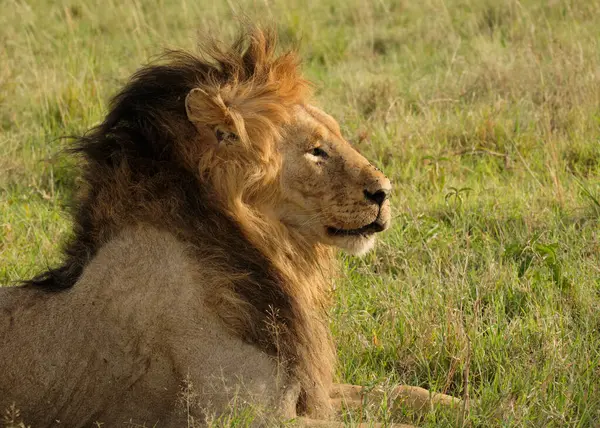 Afrika yaban hayatı. Kenya, fotoğraf safarisi. Seyahat, tatil.
