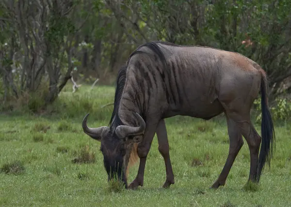 Afrika yaban hayatı. Kenya, fotoğraf safarisi. Seyahat, tatil. Antiloplar.