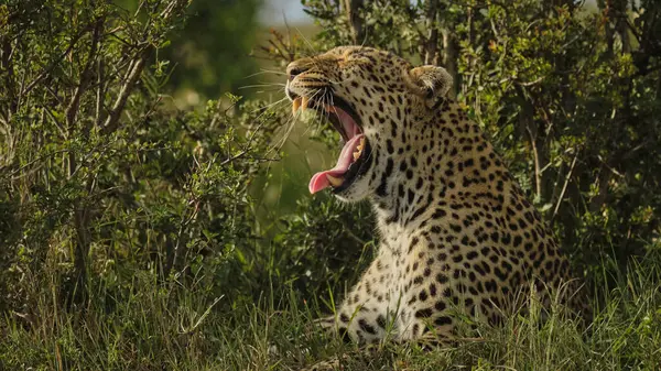 Fotoğraf safarisi. Afrika, Kenya. Leopar. Vahşi yaşam