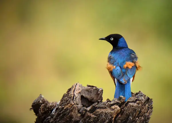 Safari; fotoğraf; Afrika; Kenya; Vahşi Yaşam; Kuş;